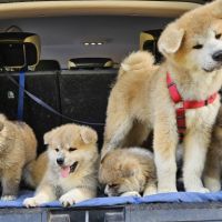 Chiot akita inu lof #7