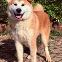Chiot akita inu lof #6