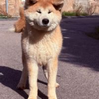 Chiot akita inu lof #7