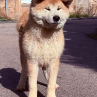 Chiot akita inu lof