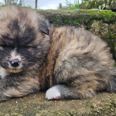 Mâle akita inu bringé pl lof #1
