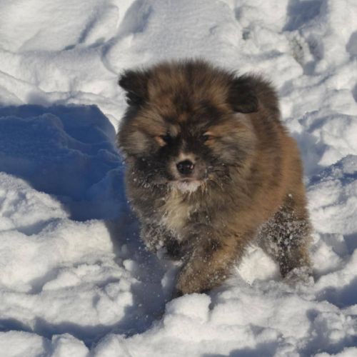 Mâle akita inu bringé pl lof #0