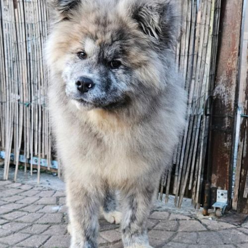 Mâle akita inu bringé pl lof #3