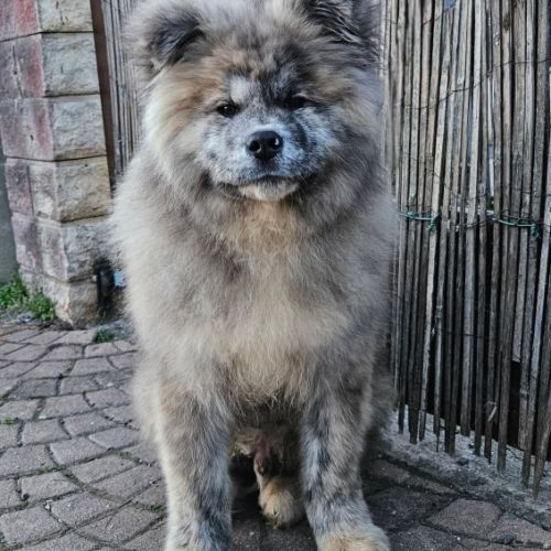 Mâle akita inu bringé pl lof #4