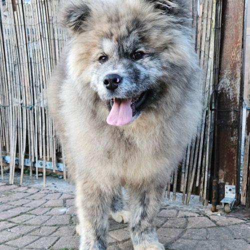 Mâle akita inu bringé pl lof #5