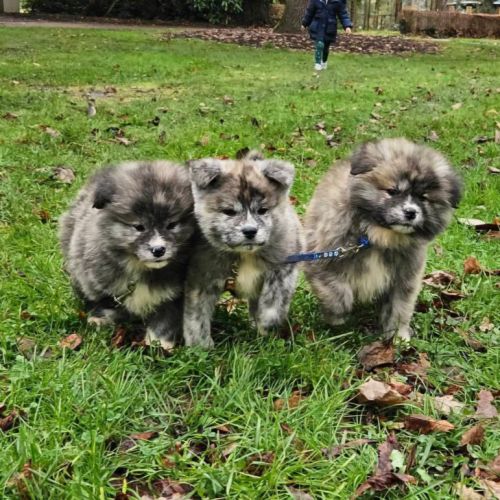 Mâle akita inu bringé pl lof #7