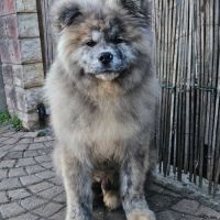 Mâle akita inu bringé pl lof #4