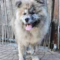 Mâle akita inu bringé pl lof #5