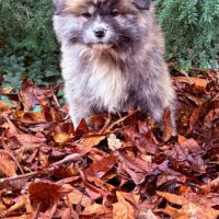 Mâle akita inu bringé pl lof #8