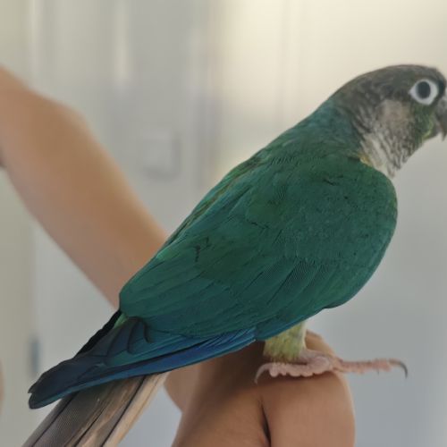 Jeunes conures pyrrhura #1