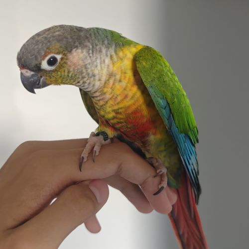 Jeunes conures pyrrhura #2
