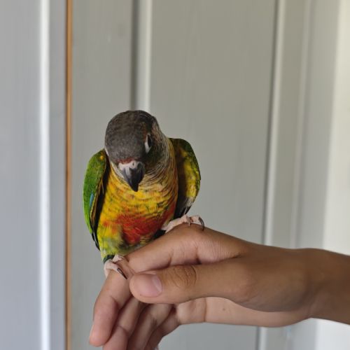 Jeunes conures pyrrhura #3