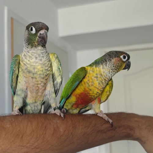 Jeunes conures pyrrhura