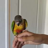 Jeunes conures pyrrhura #3