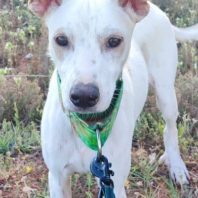 Puck, 8 mois un concentré de 9 kg de tendresse ! #0