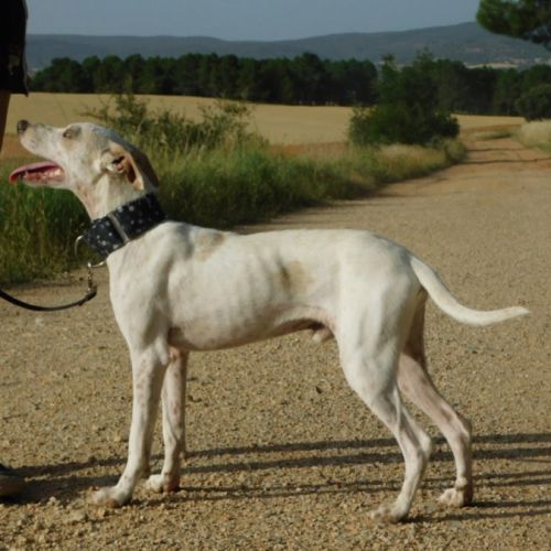 Puck, 8 mois un concentré de 9 kg de tendresse ! #2