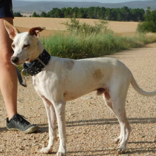 Puck, 8 mois un concentré de 9 kg de tendresse ! #3