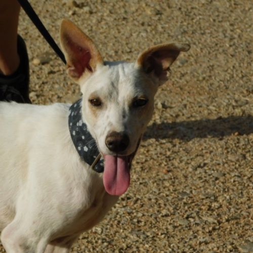 Puck, 8 mois un concentré de 9 kg de tendresse ! #6
