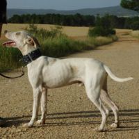 Puck, 8 mois un concentré de 9 kg de tendresse ! #2