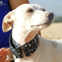 Puck, 8 mois un concentré de 9 kg de tendresse ! #4