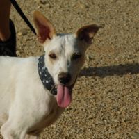 Puck, 8 mois un concentré de 9 kg de tendresse ! #6