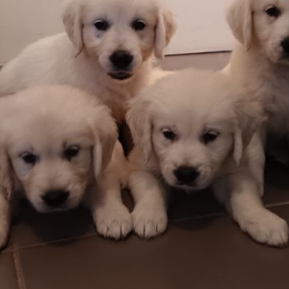 Chiots golden retriever #0