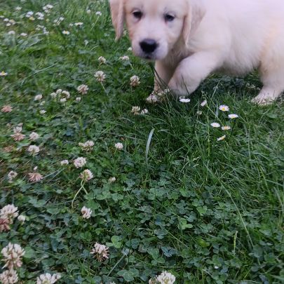 Chiots golden retriever #3