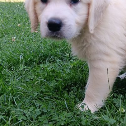 Chiots golden retriever #6