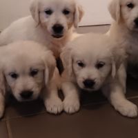 Chiots golden retriever
