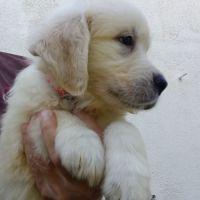 Chiots golden retriever #2