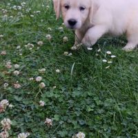 Chiots golden retriever #3