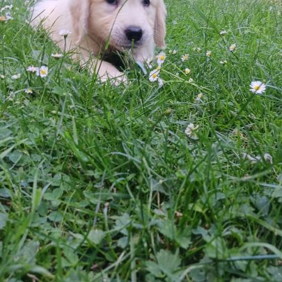 Chiot golden retriever #1