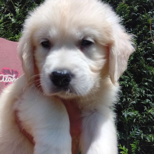 Chiot golden retriever #0