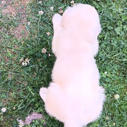 Chiot golden retriever #4