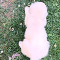 Chiot golden retriever #4