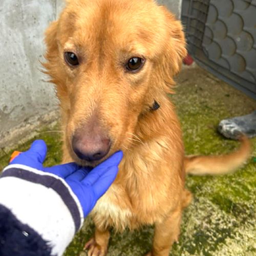 Amiel, jeune golden retriever à l'adoption #1
