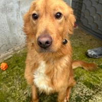 Amiel, jeune golden retriever à l'adoption