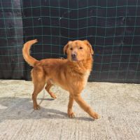Amiel, jeune golden retriever à l'adoption #3