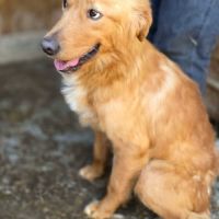 Amiel, jeune golden retriever à l'adoption #7