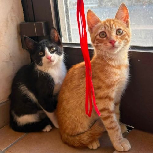 Balou et malou, duo à l'adoption #0