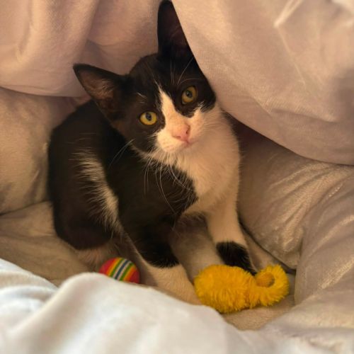 Balou et malou, duo à l'adoption #3