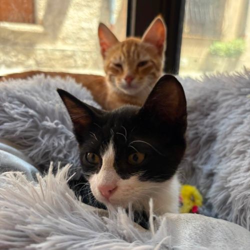 Balou et malou, duo à l'adoption #4