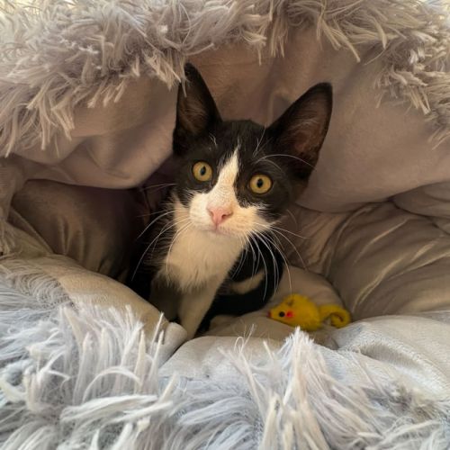 Balou et malou, duo à l'adoption #5