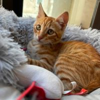 Balou et malou, duo à l'adoption #1
