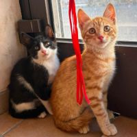 Balou et malou, duo à l'adoption