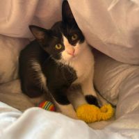 Balou et malou, duo à l'adoption #3