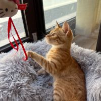 Balou et malou, duo à l'adoption #6