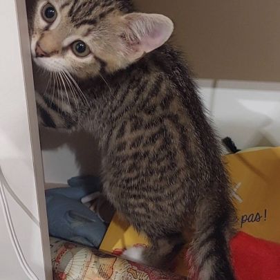 Poco, adorable chaton à l'adoption #1