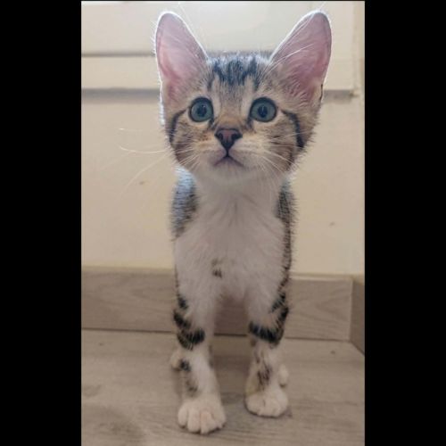 Poco, adorable chaton à l'adoption #0
