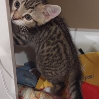 Poco, adorable chaton à l'adoption #1